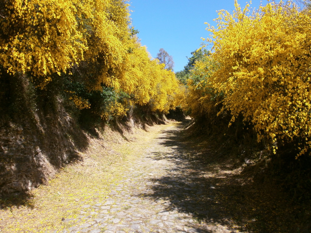 Camino Portuguese.