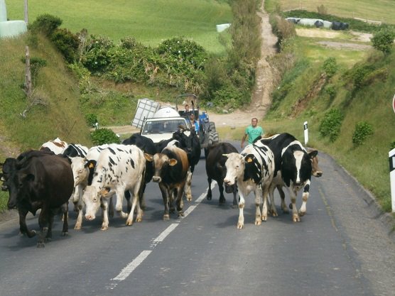 Cows on the Azores.