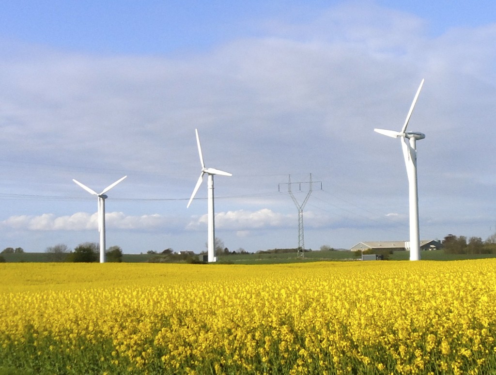 Rapeseed fields and windmills at Horne Land