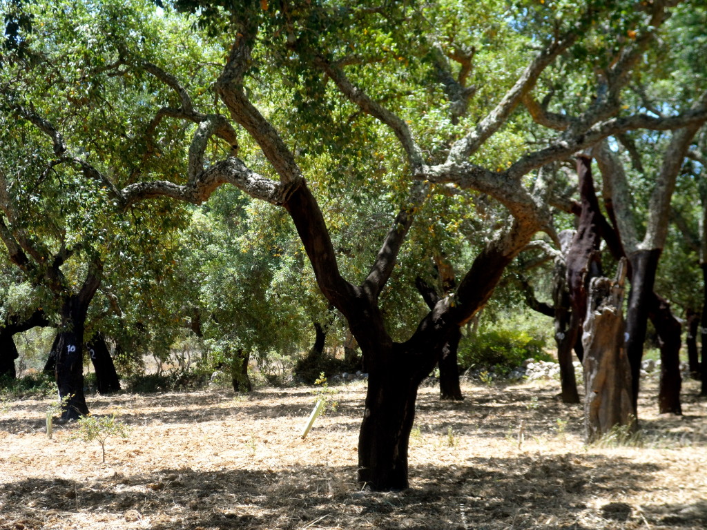 Cork oak in the Algarve.