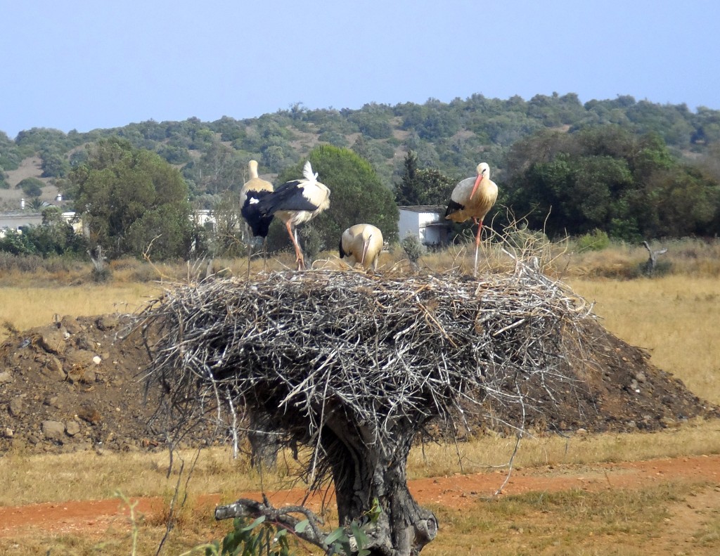 Storks in the Algarve.