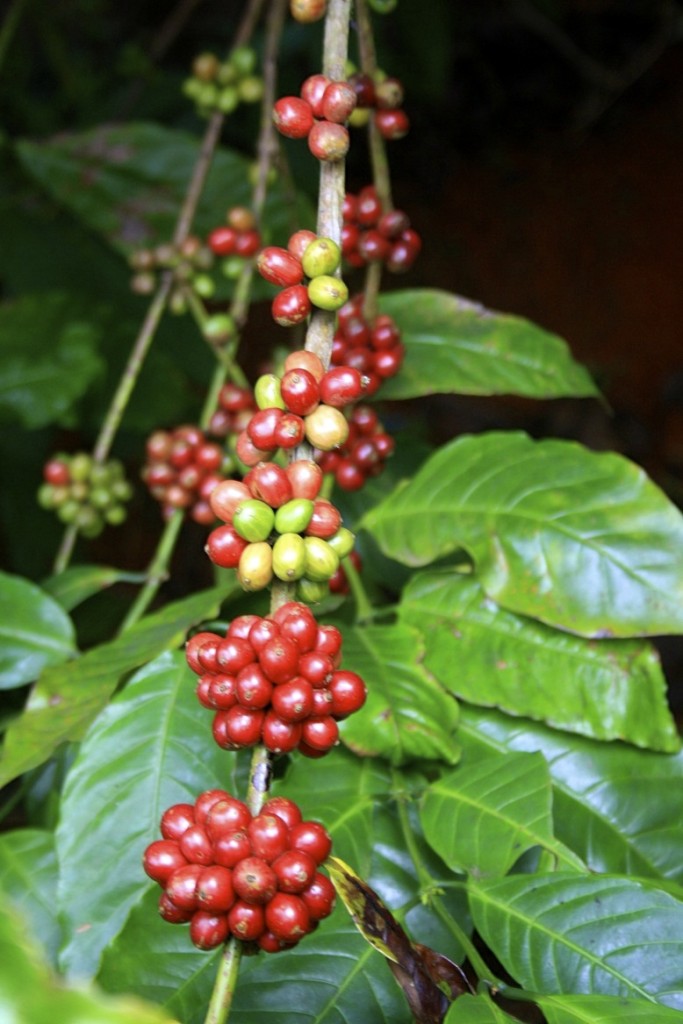 Coffee plant in Vietnam.