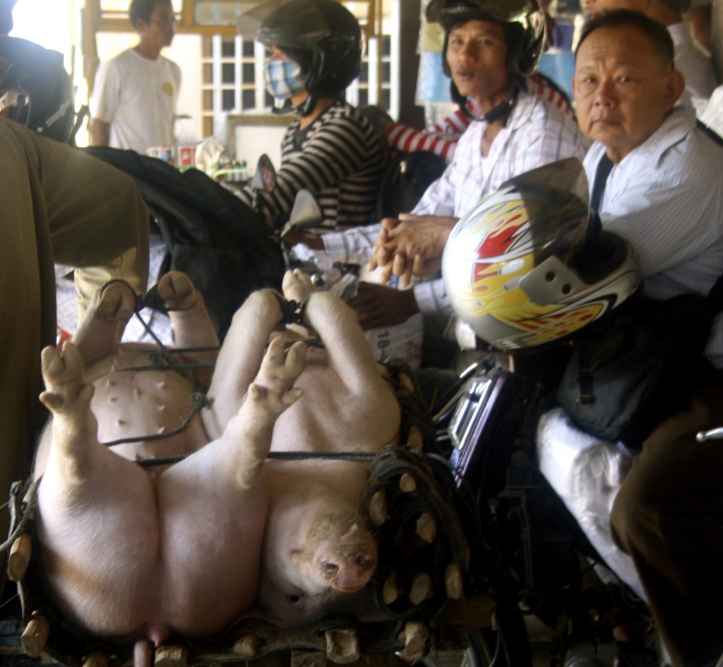Two pigs on a scooter in Cambodia.