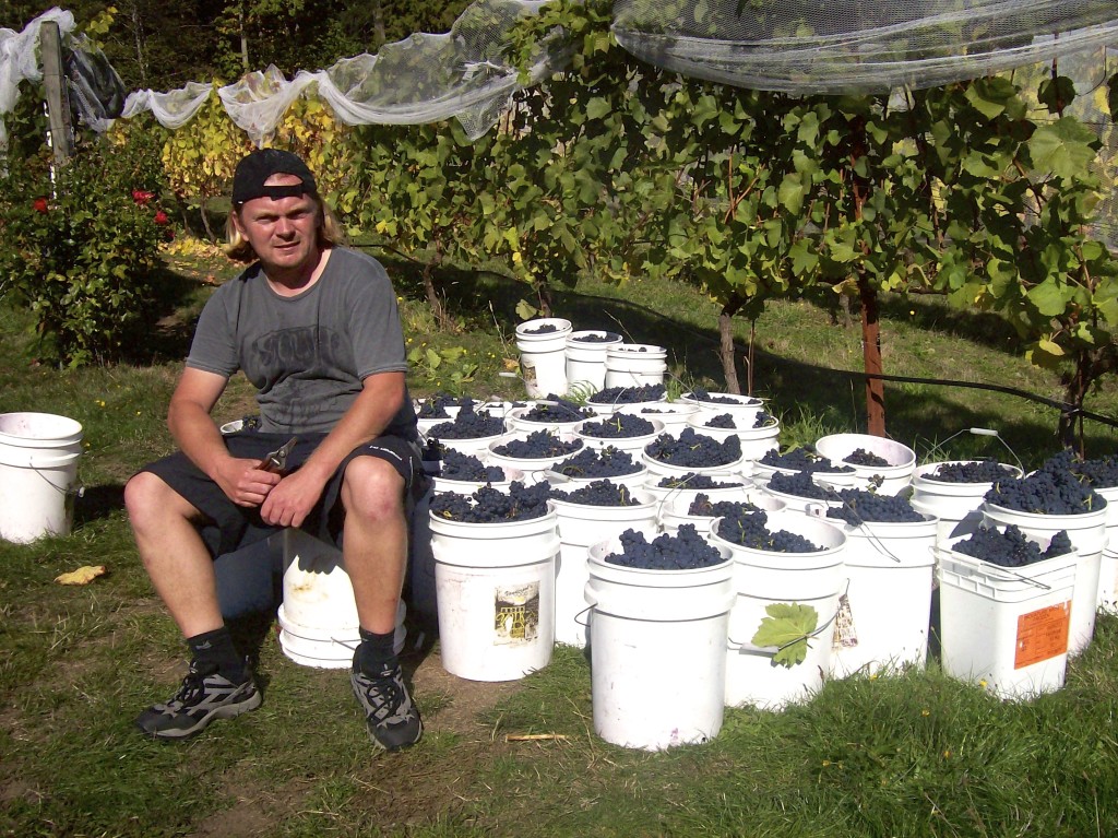 Helping out at the grape harvest on Saltspring Island in Canada.