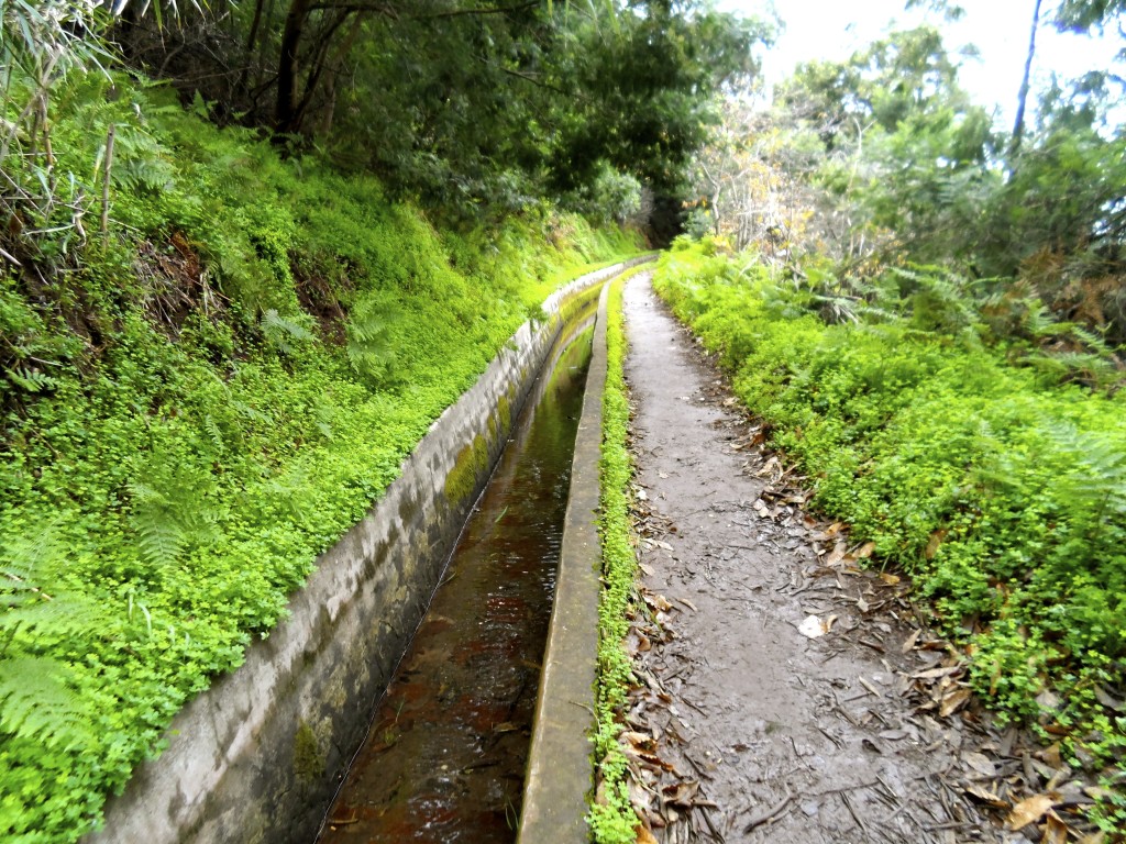 Levada on Madeira.