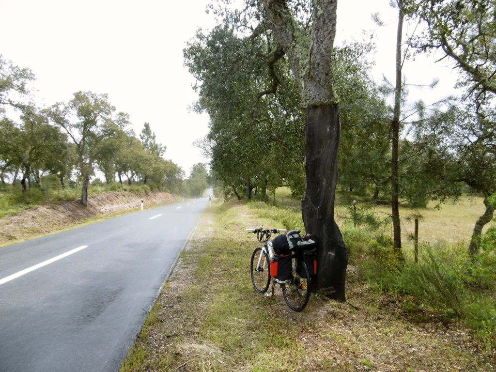 My bicycle leaning up against a cork oak.