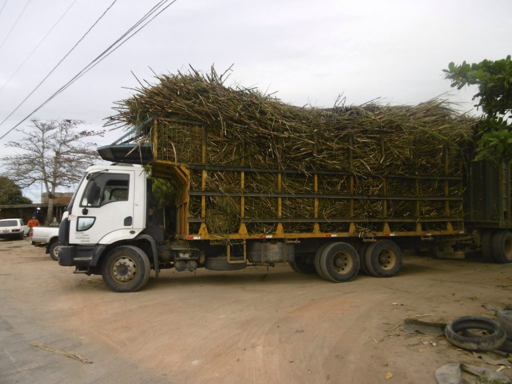 Truck, loaded with sugar cane.