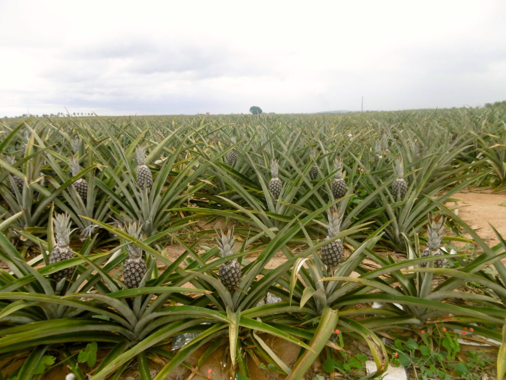 Pineapple fields in Espirito Santo.