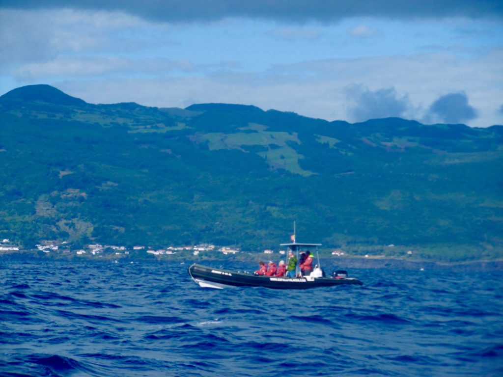 Whale watching on the Azores.