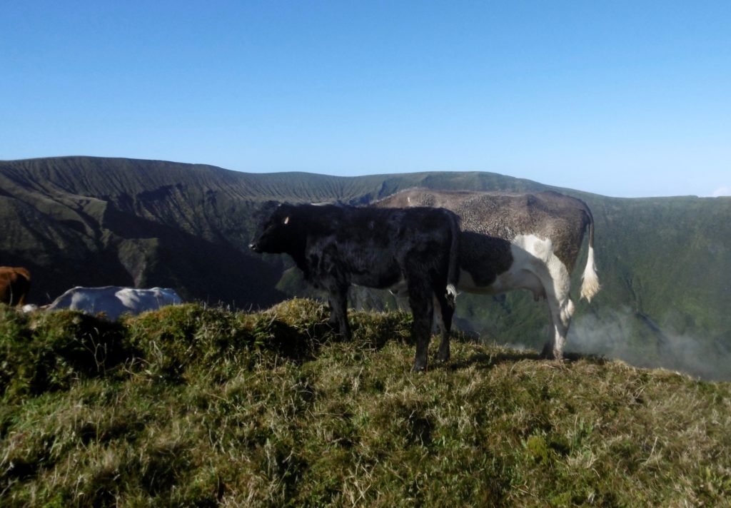 Grazing cows on the Caldeira.