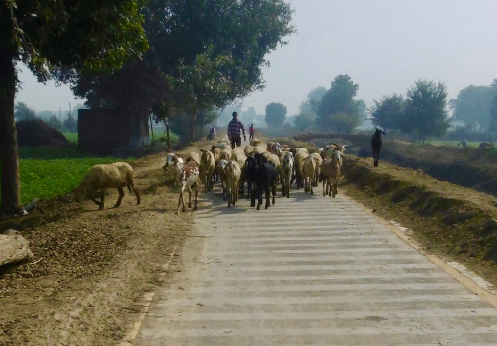 You might also bump in to a few goats on the trail between Agra and Etawah.