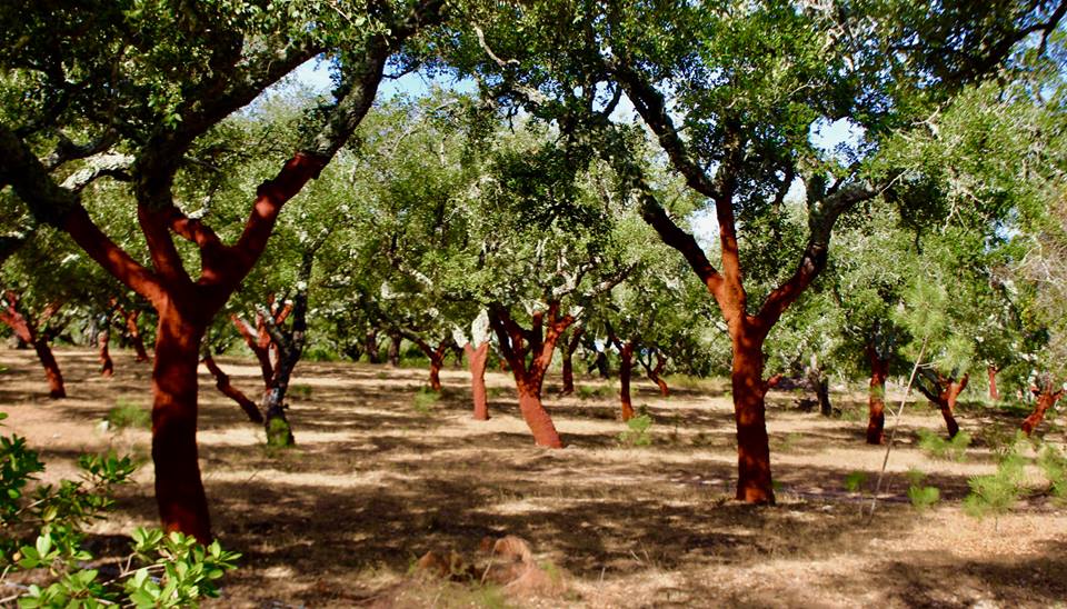 Cork oak trees right by the site.