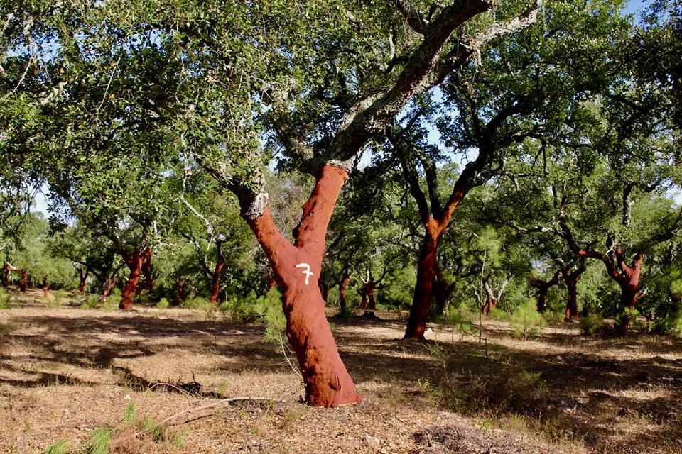 Cork oaks all over the place.