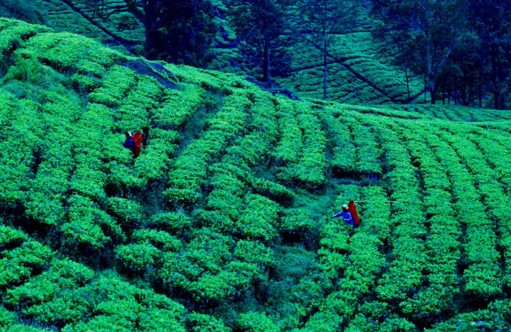 Tea plantation workers.
