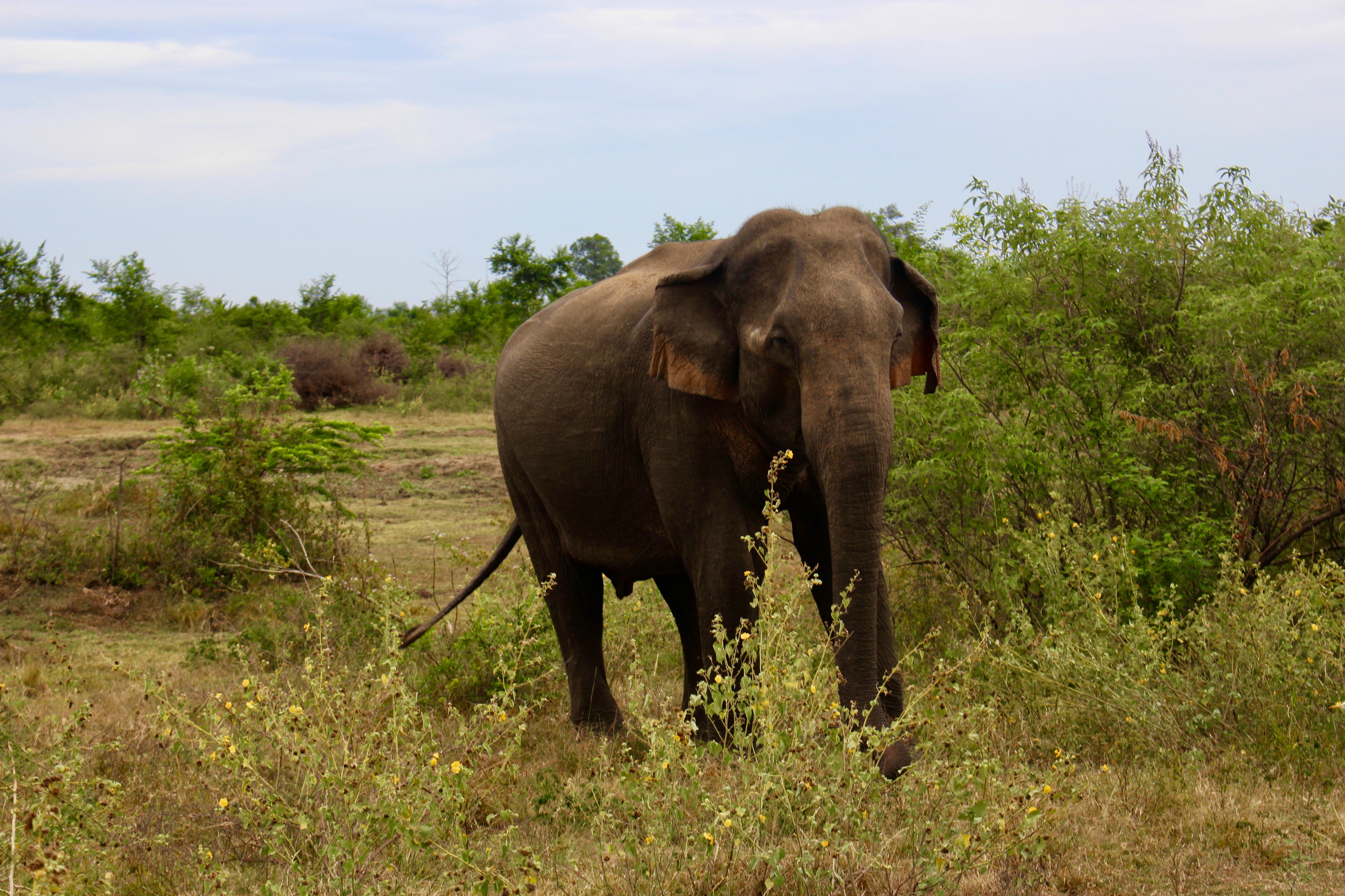 Visiting Udawalawe national park. – Travelling Claus