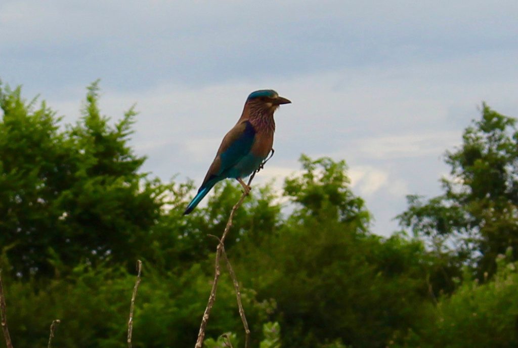 This bird is called an Indian roller.