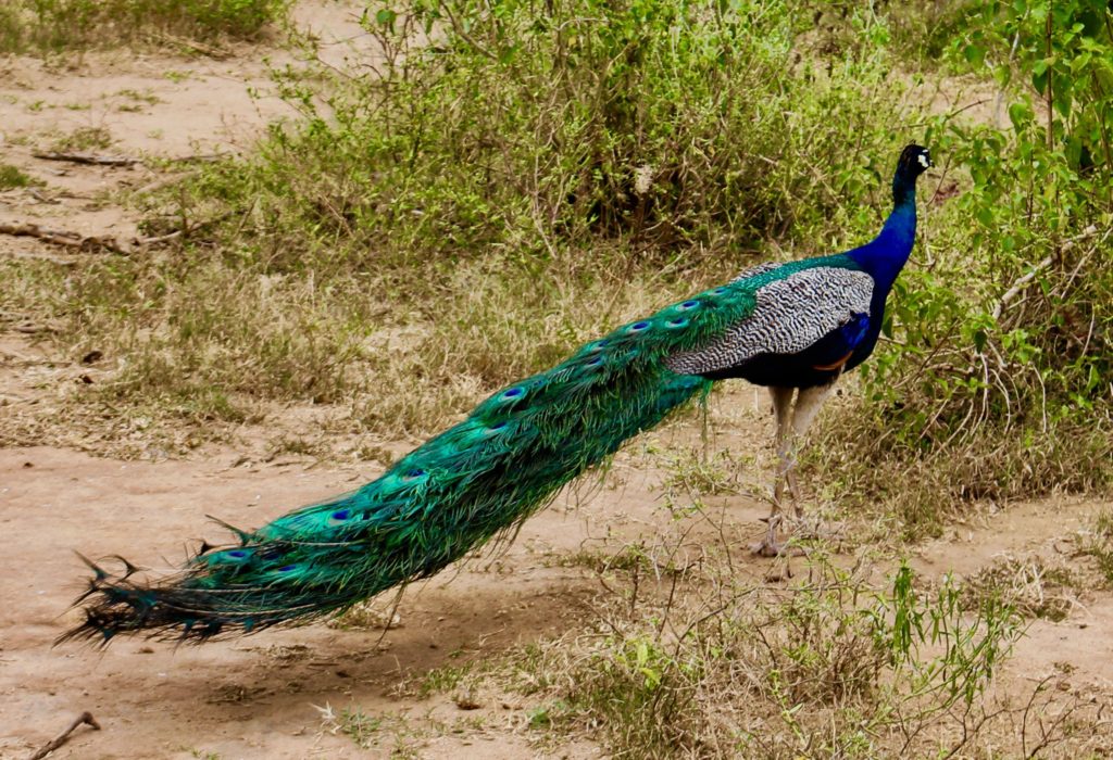 There are lot's of wild peacocks in Udawalawe.