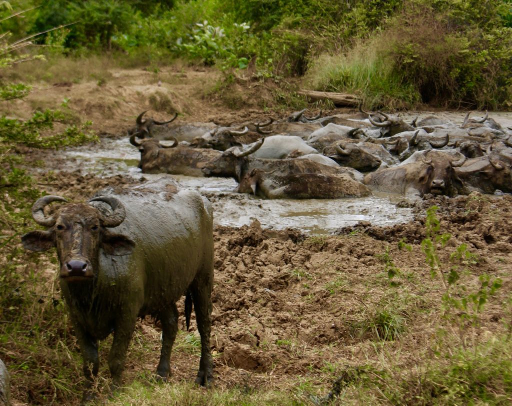 Water buffalos taking a bath.