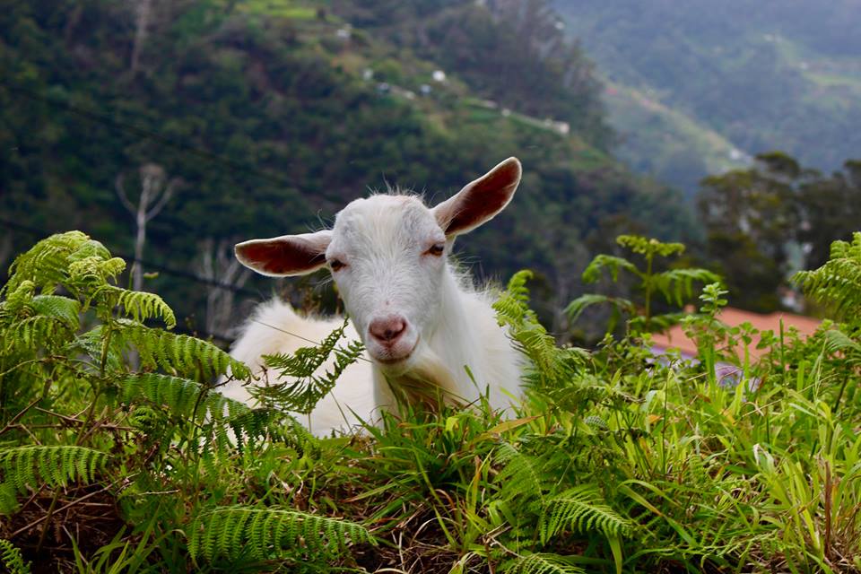 Happy goat from Madeira :-)