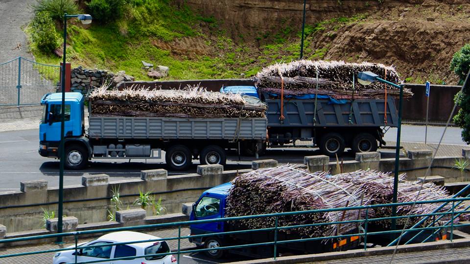 Trucks with sugar cane, arriving to the factory.