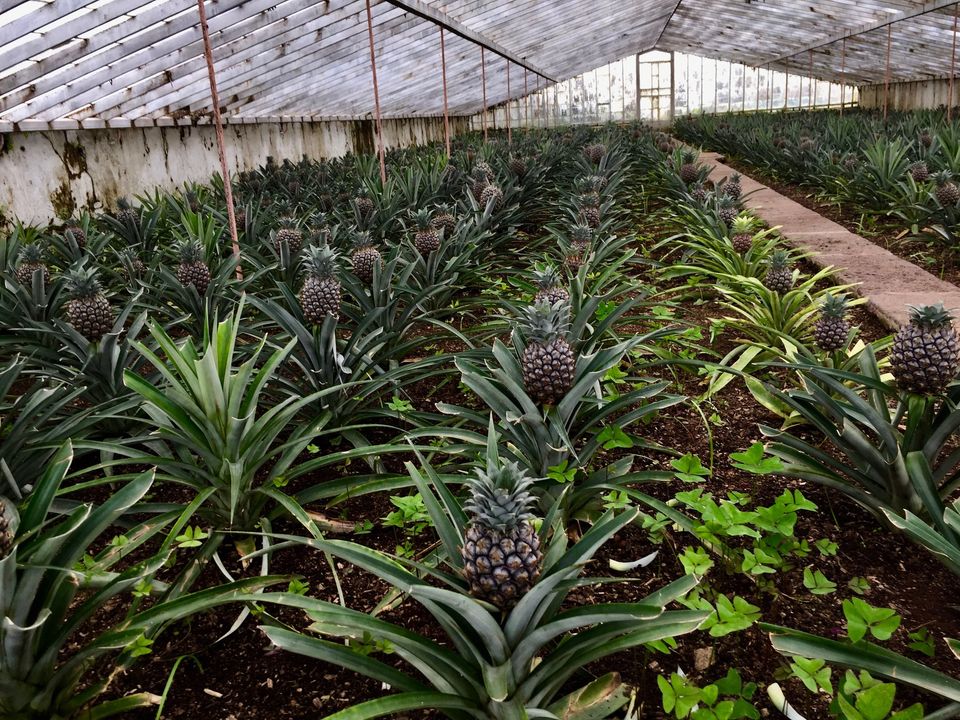 Pineapple plantation Azores.